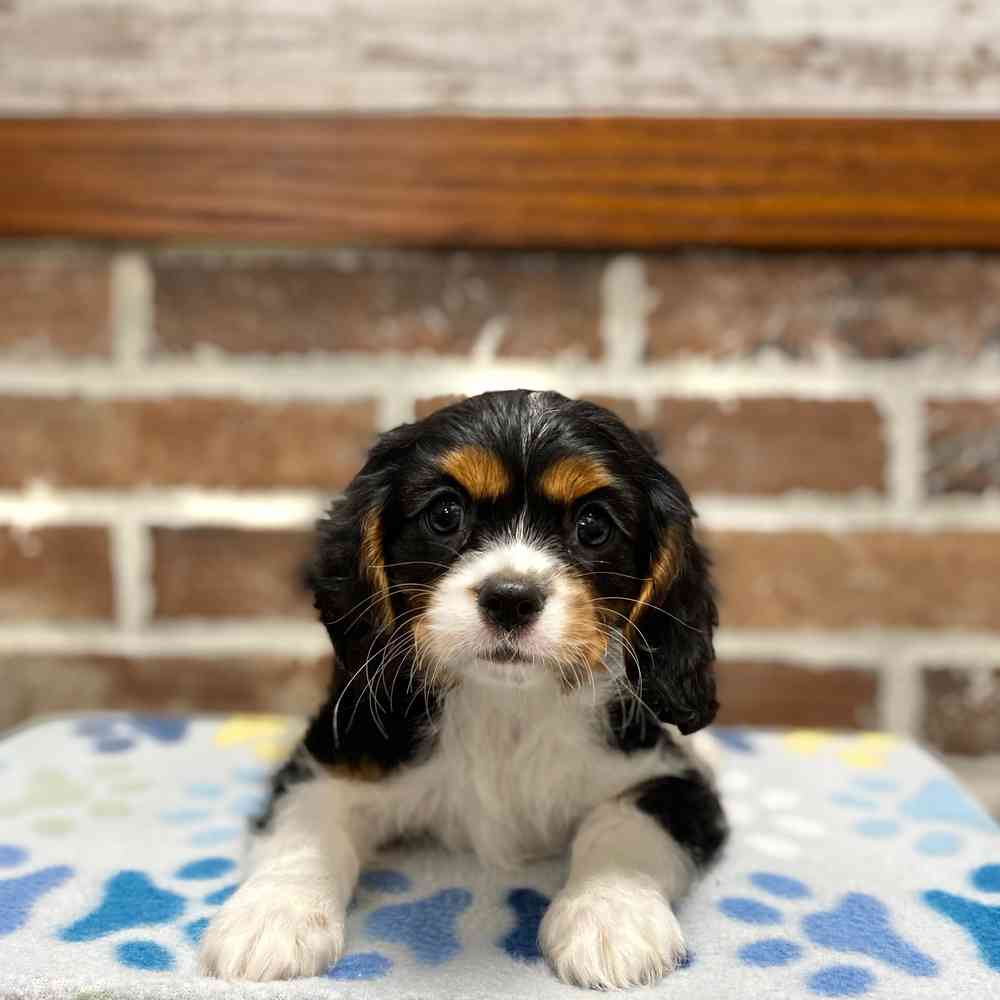 Male Cavalier King Charles Spaniel puppy for sale at Shake A Paw Green Brook.