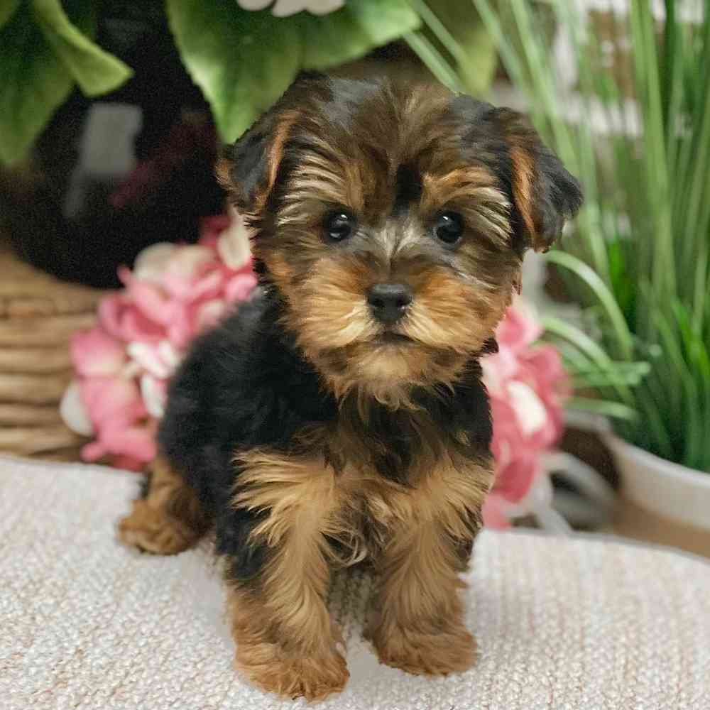 Male Yorkshire Terrier puppy for sale at Shake A Paw Green Brook.
