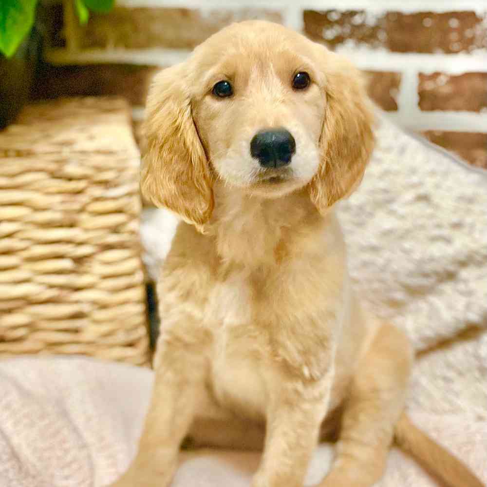 Female Golden Retriever puppy for sale at Shake A Paw Green Brook.