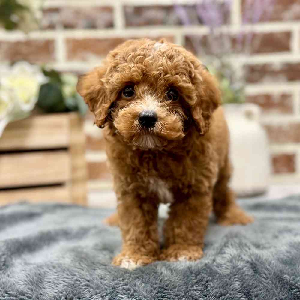 Male Cockapoo 2Nd Gen puppy for sale at Shake A Paw Union.