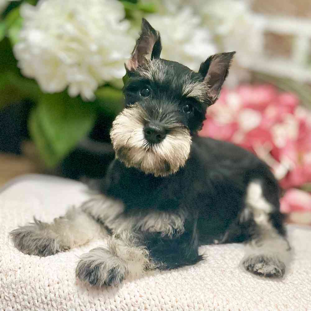 Female Mini Schnauzer puppy for sale at Shake A Paw Green Brook.