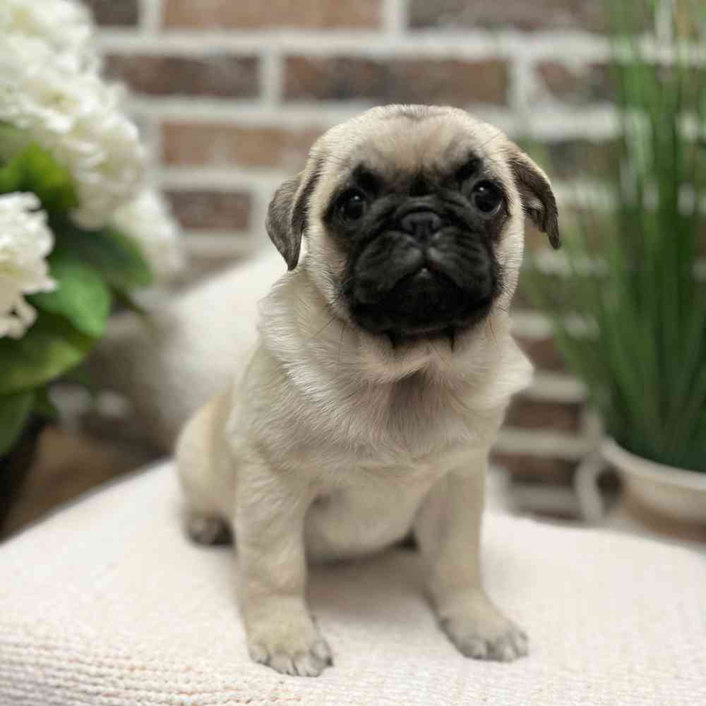 Male Pug puppy for sale at Shake A Paw Green Brook.