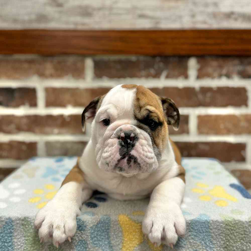 Male English Bulldog puppy for sale at Shake A Paw Green Brook.