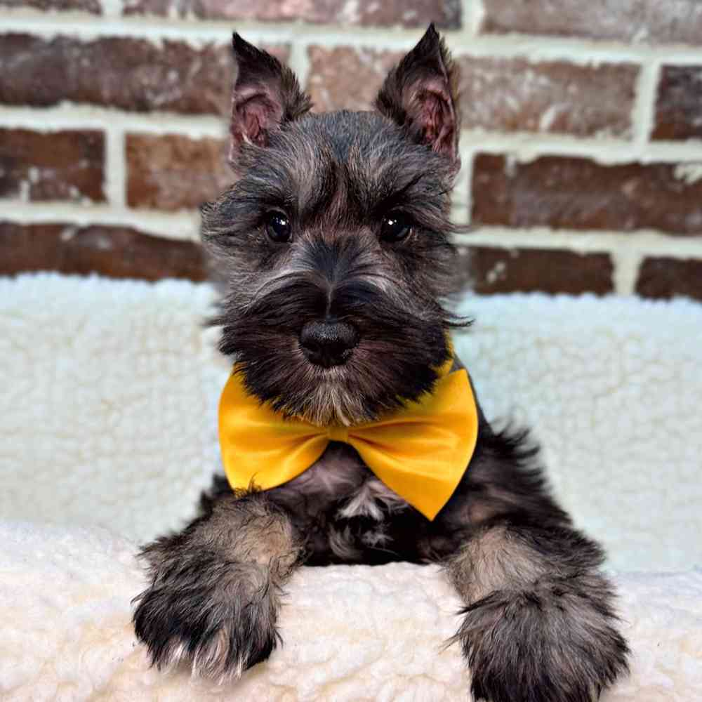 Male Mini Schnauzer puppy for sale at Shake A Paw Union.