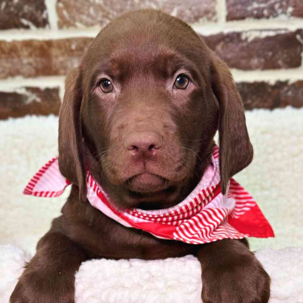Male Labrador Retriever puppy for sale at Shake A Paw Union.