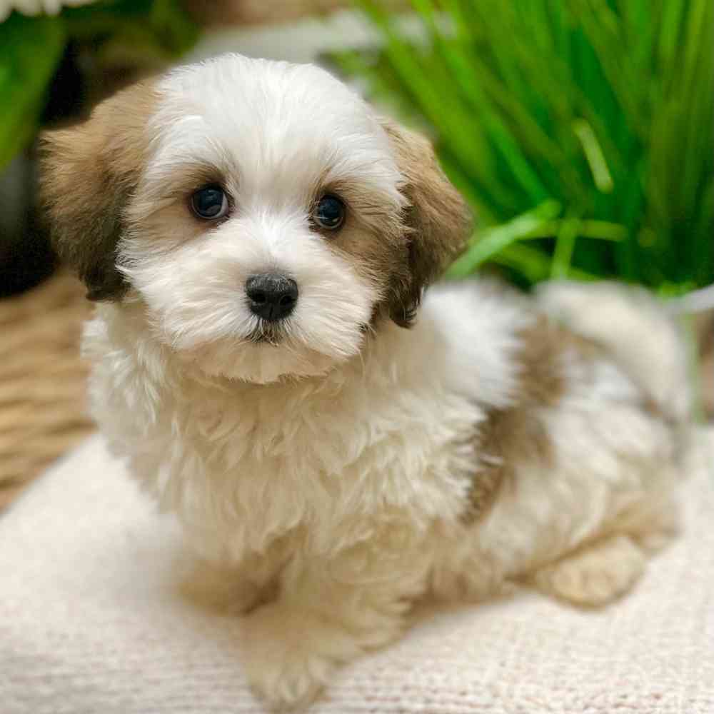 Male Havanese puppy for sale at Shake A Paw Green Brook.