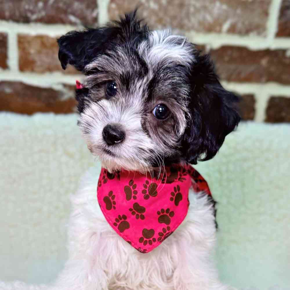 Female Coton De Tulear puppy for sale at Shake A Paw Union.