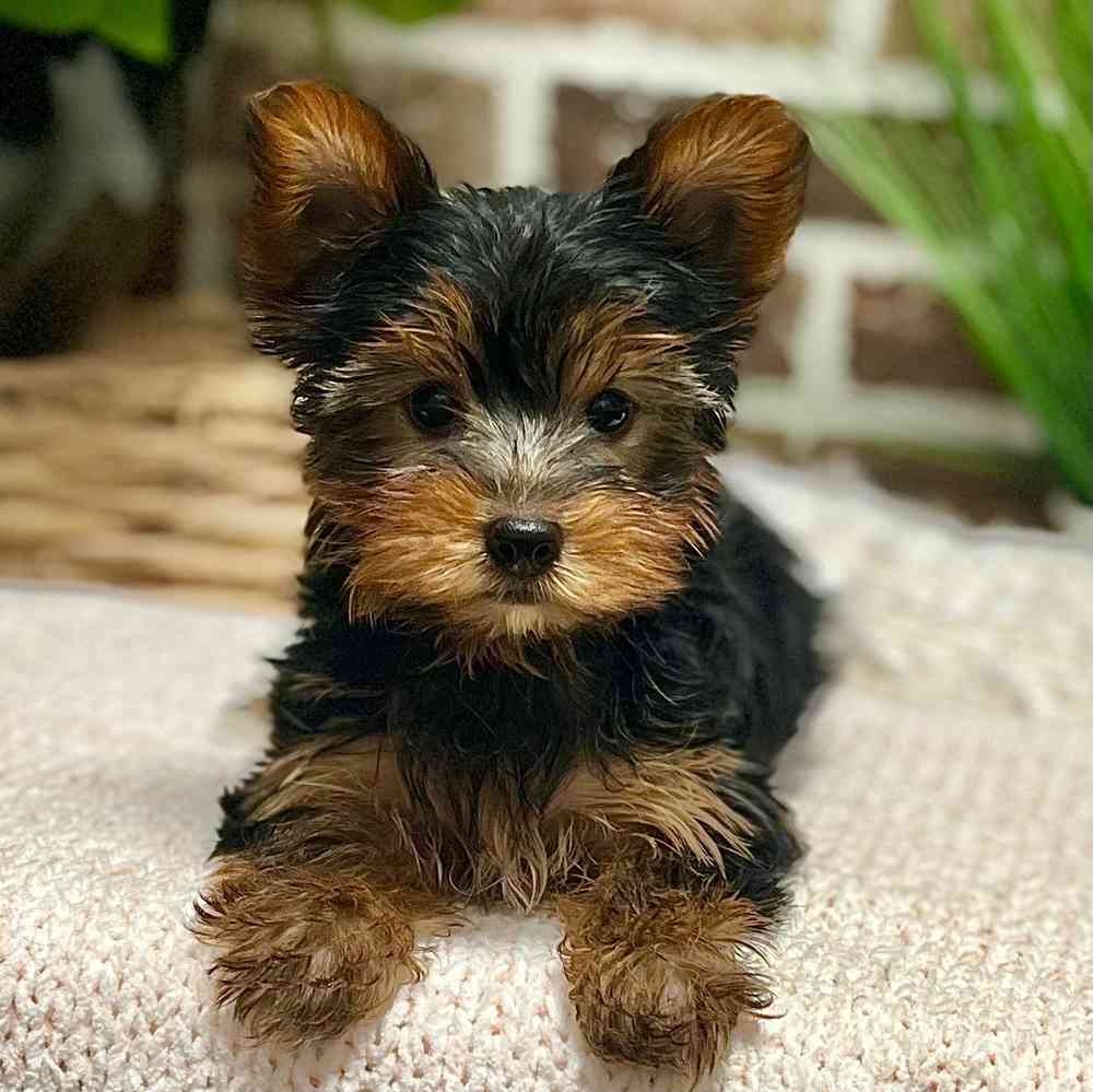 Female Yorkshire Terrier puppy for sale at Shake A Paw Green Brook.