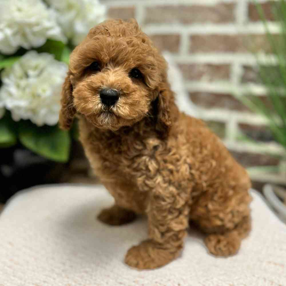 Male Cockapoo 2Nd Gen puppy for sale at Shake A Paw Green Brook.
