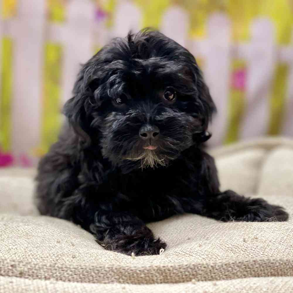 Female Havanese / Poodle puppy for sale at Shake A Paw Union.