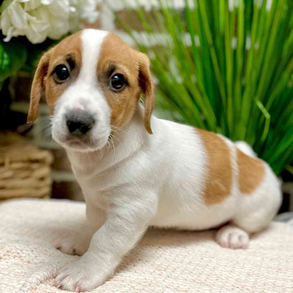 Male Jack Russell Terrier puppy for sale at Shake A Paw Green Brook.