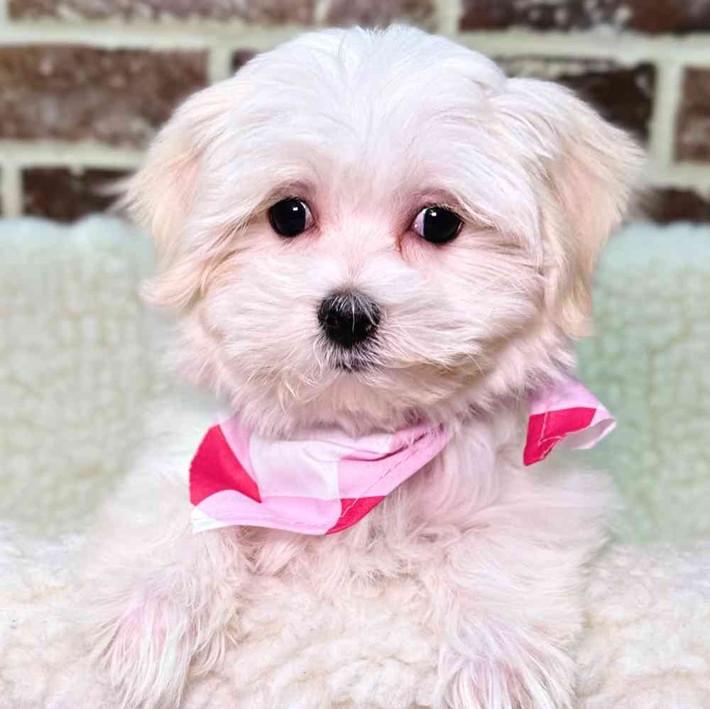 Female Maltese puppy for sale at Shake A Paw Union.