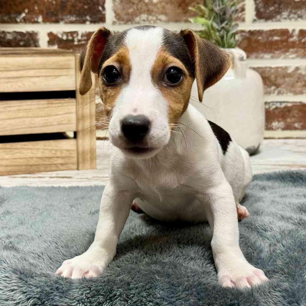 Female Jack Russell Terrier puppy for sale at Shake A Paw Union.