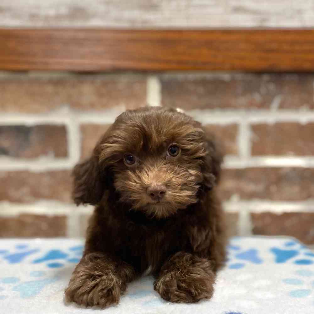 Male Havanese / Poodle puppy for sale at Shake A Paw Green Brook.