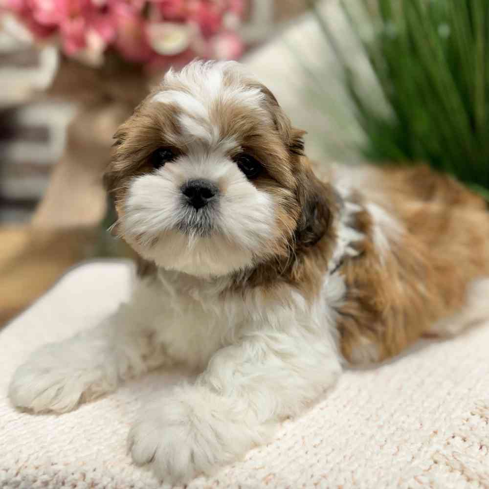 Male Shih Tzu puppy for sale at Shake A Paw Green Brook.