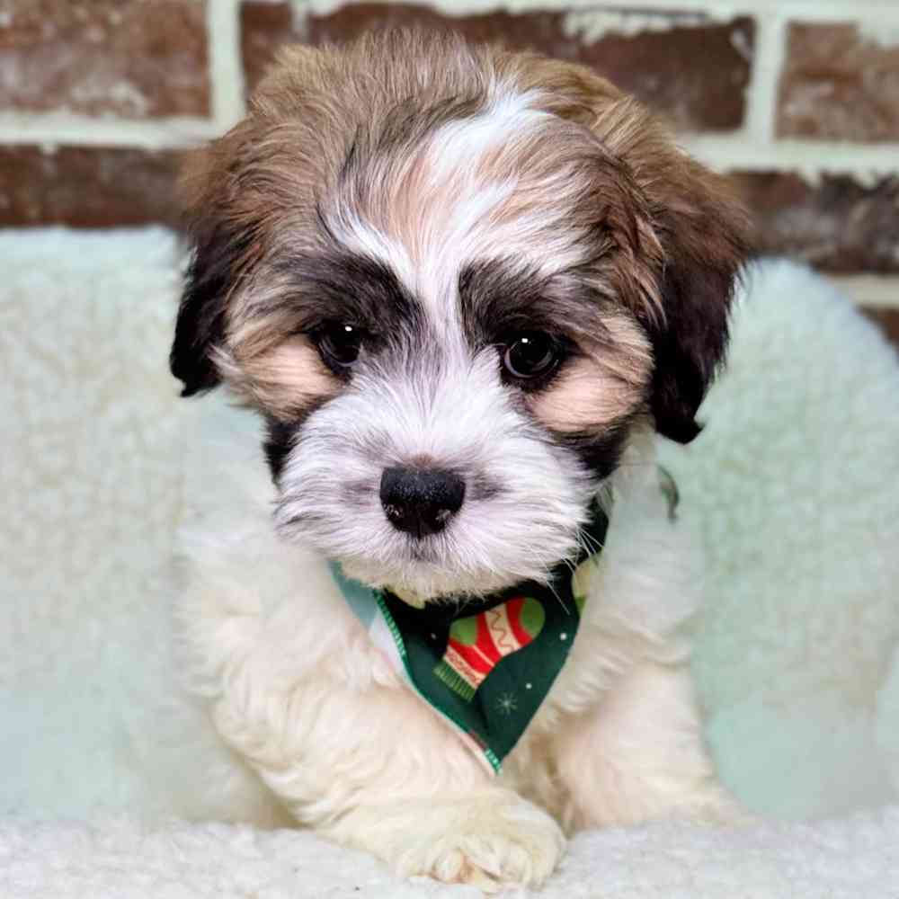 Male Shih Tzu / Bichon puppy for sale at Shake A Paw Union.