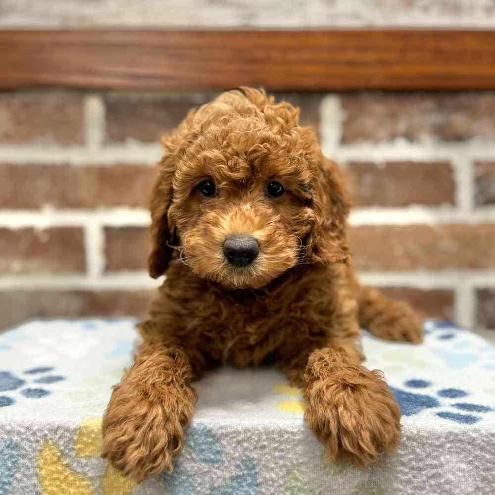 Female Mini Irishdoodle 2Nd Gen puppy for sale at Shake A Paw Green Brook.
