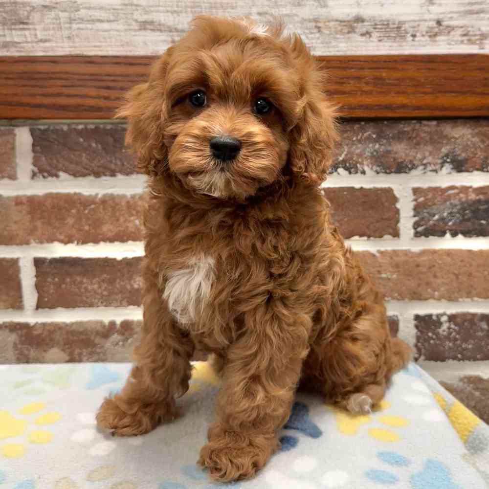 Male Cavapoo puppy for sale at Shake A Paw Green Brook.