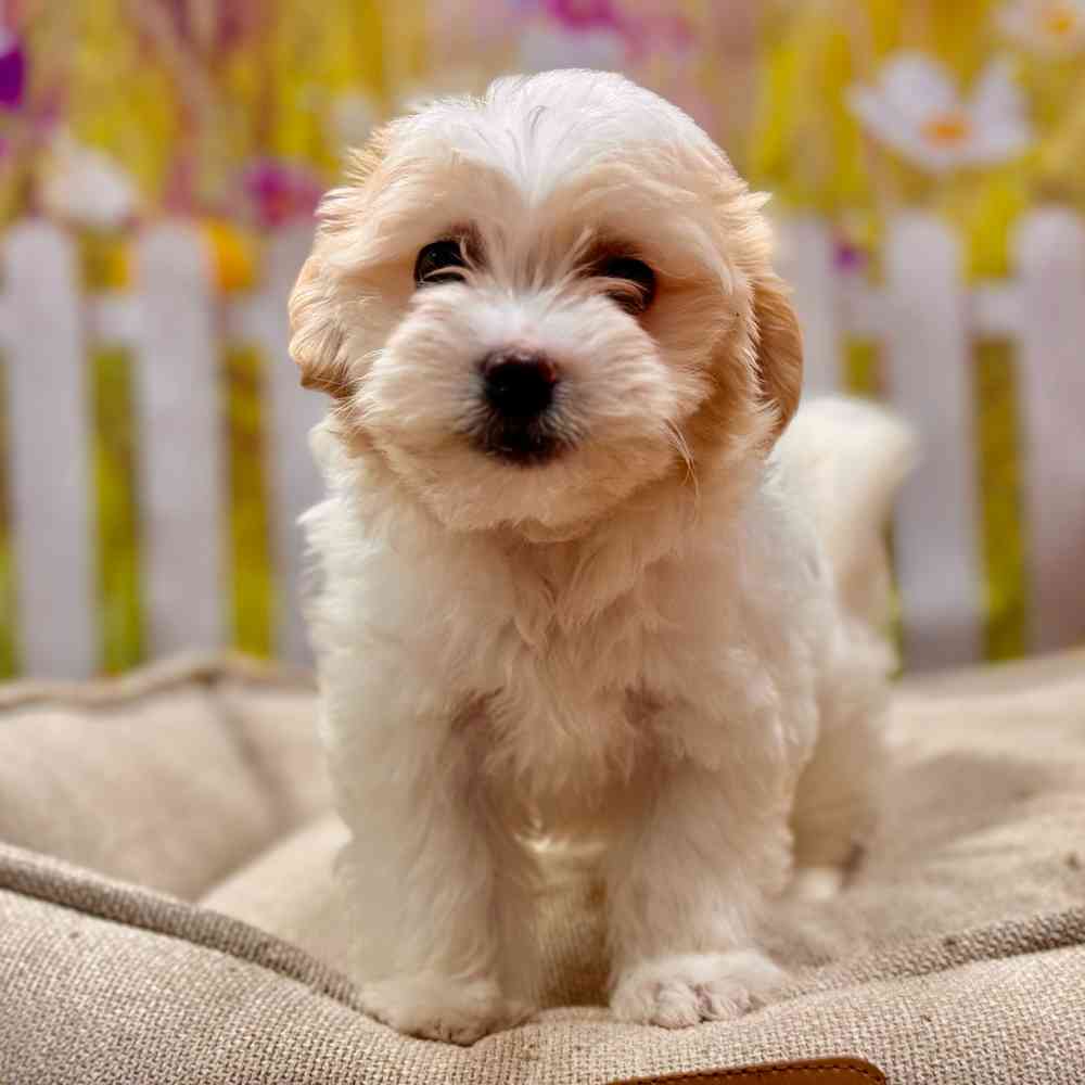 Female Havanese puppy for sale at Shake A Paw Union.