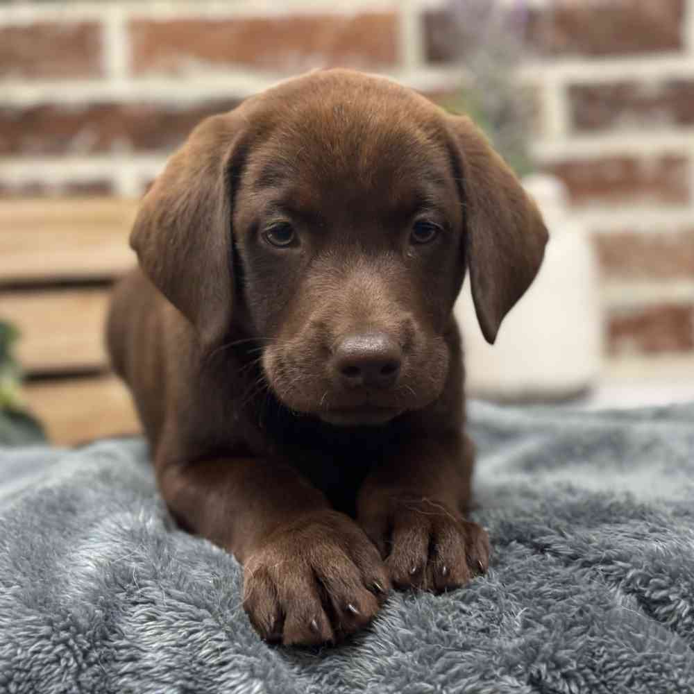 Male Labrador Retriever puppy for sale at Shake A Paw Union.