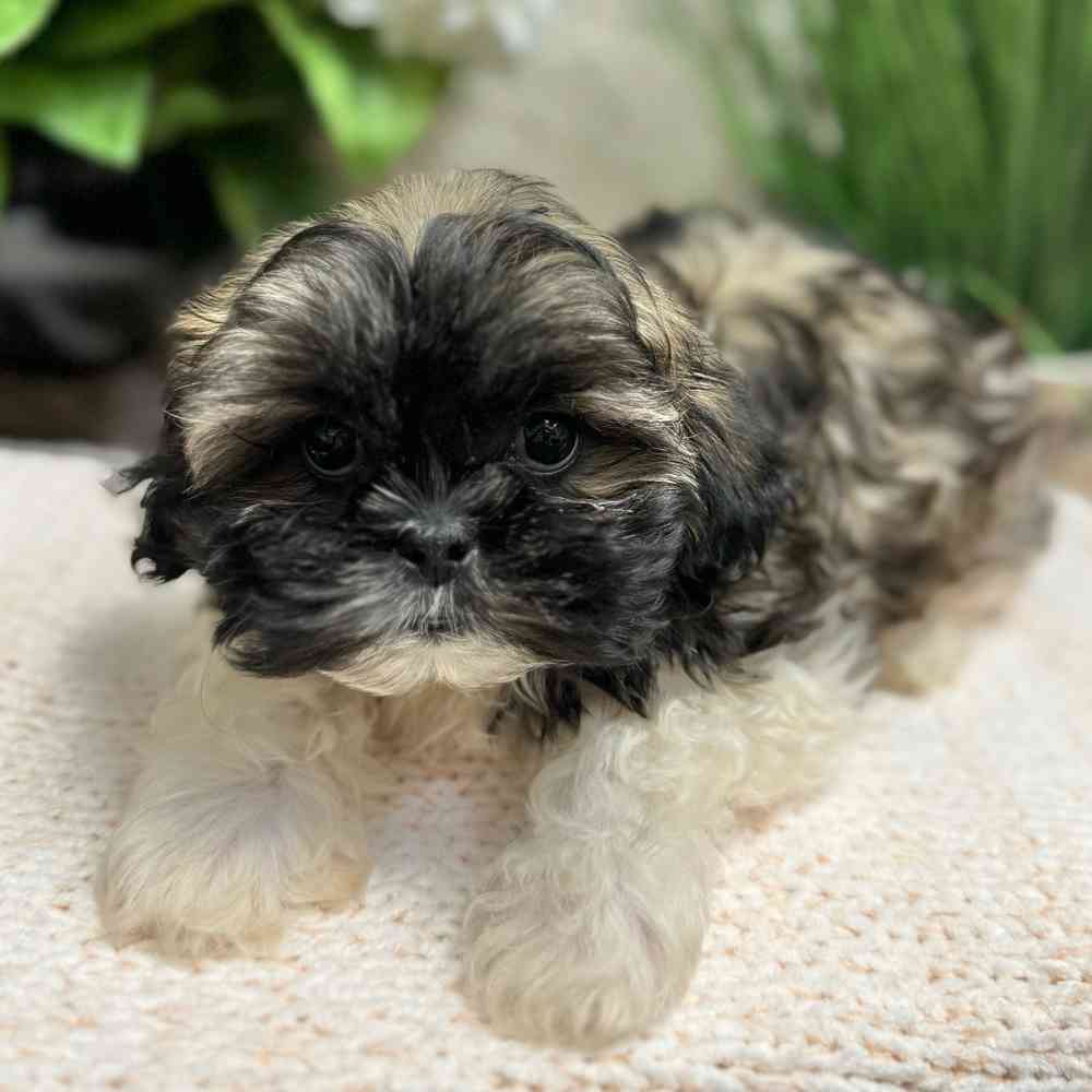 Female Shih Tzu puppy for sale at Shake A Paw Green Brook.