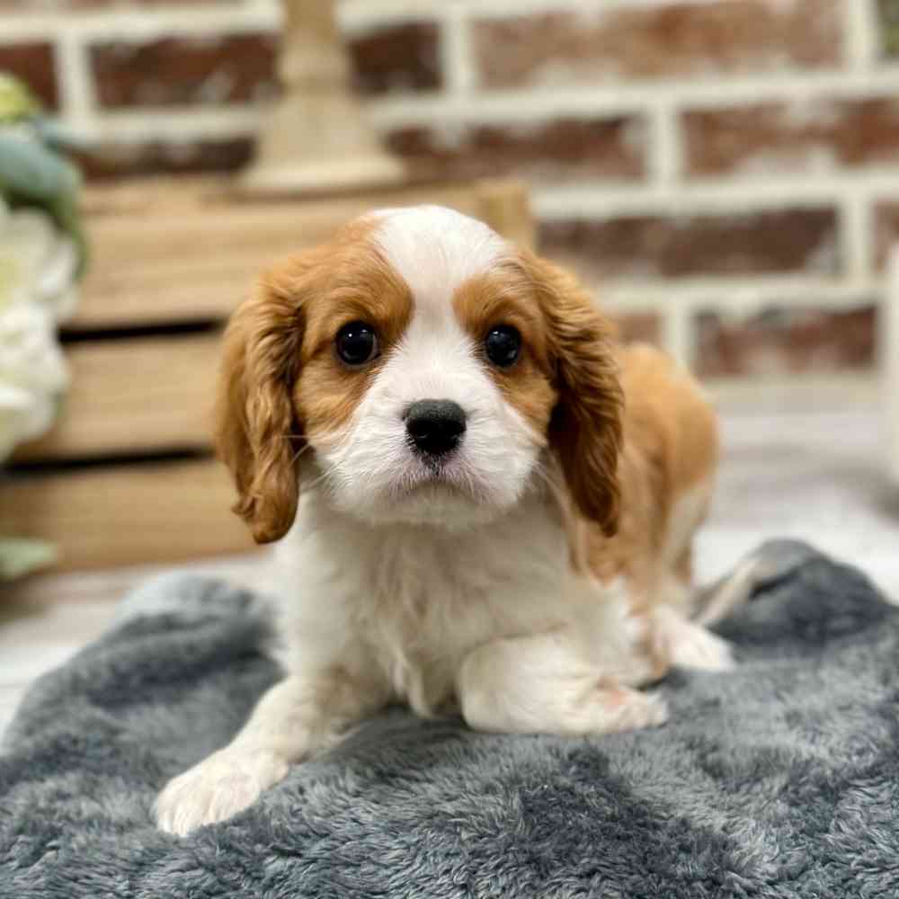 Male Cavalier King Charles Spaniel puppy for sale at Shake A Paw Union.