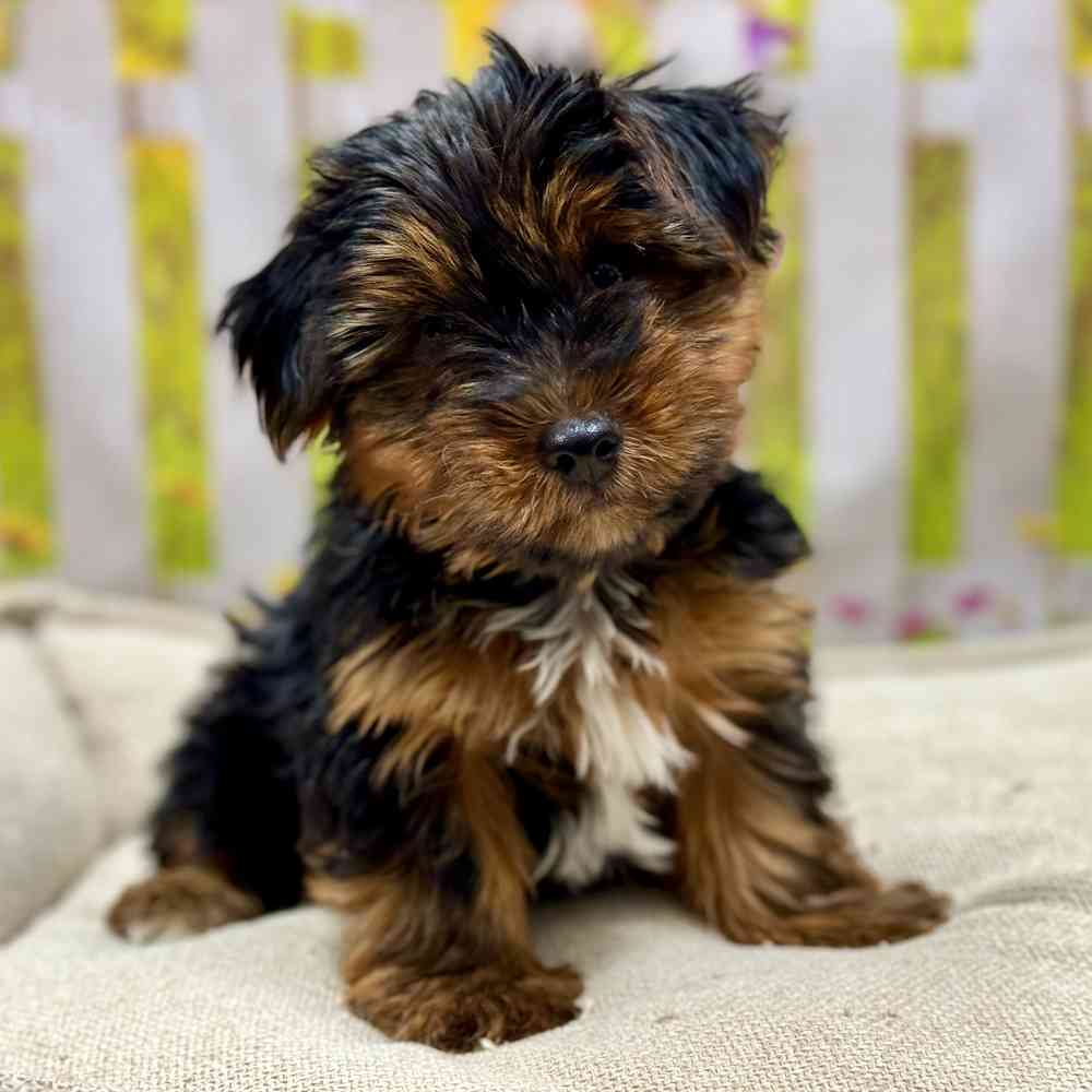 Male Yorkshire Terrier puppy for sale at Shake A Paw Union.