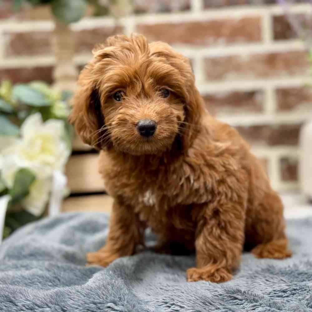 Female Mini Goldendoodle 2Nd Gen puppy for sale at Shake A Paw Union.