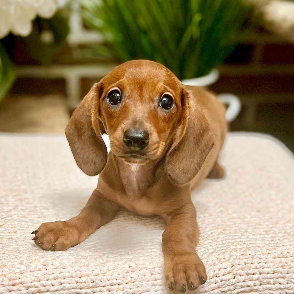 Female Dachshund puppy for sale at Shake A Paw Green Brook.