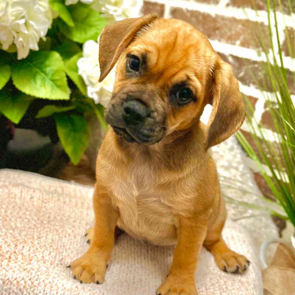 Female Puggle puppy for sale at Shake A Paw Green Brook.