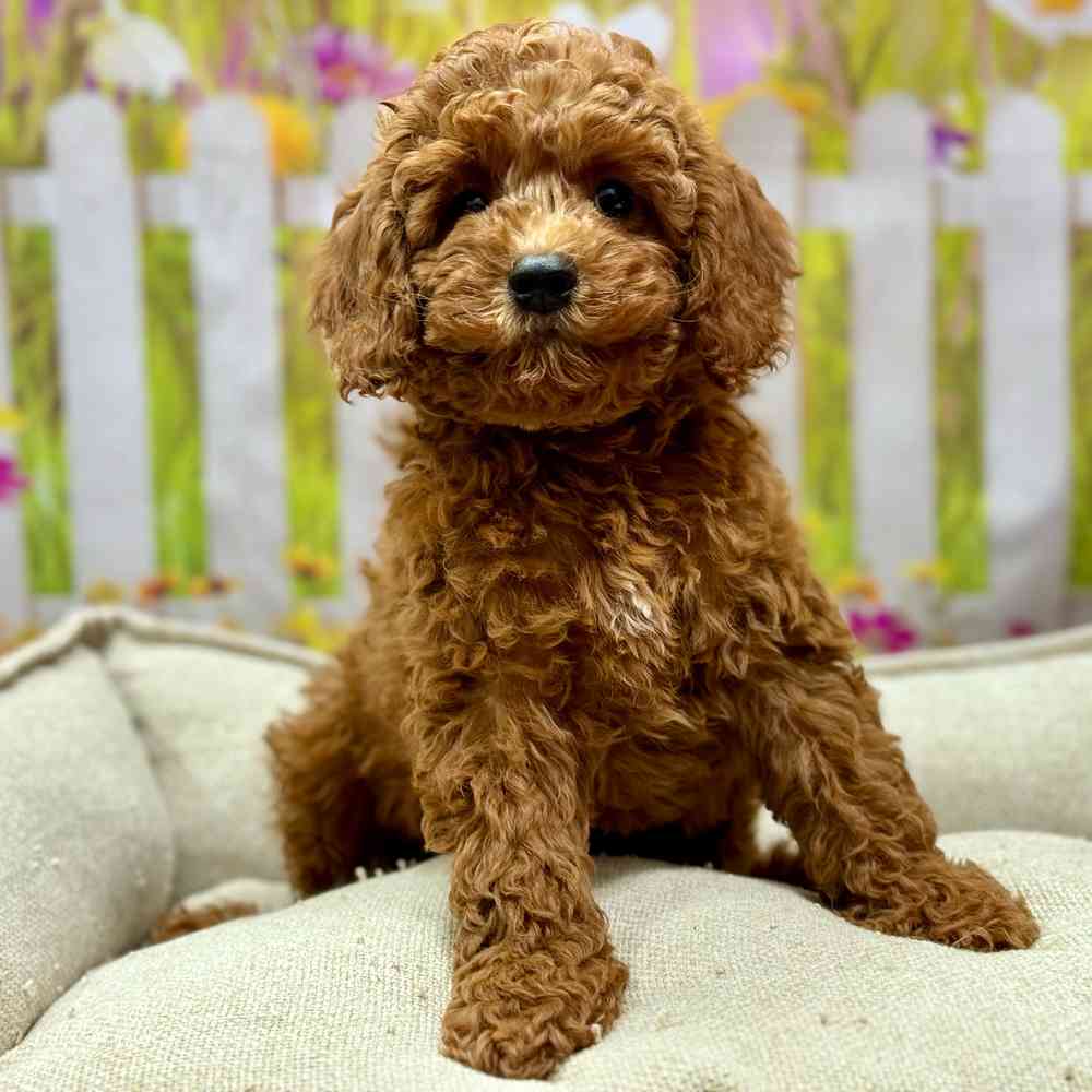 Male Cockapoo 2Nd Gen puppy for sale at Shake A Paw Union.