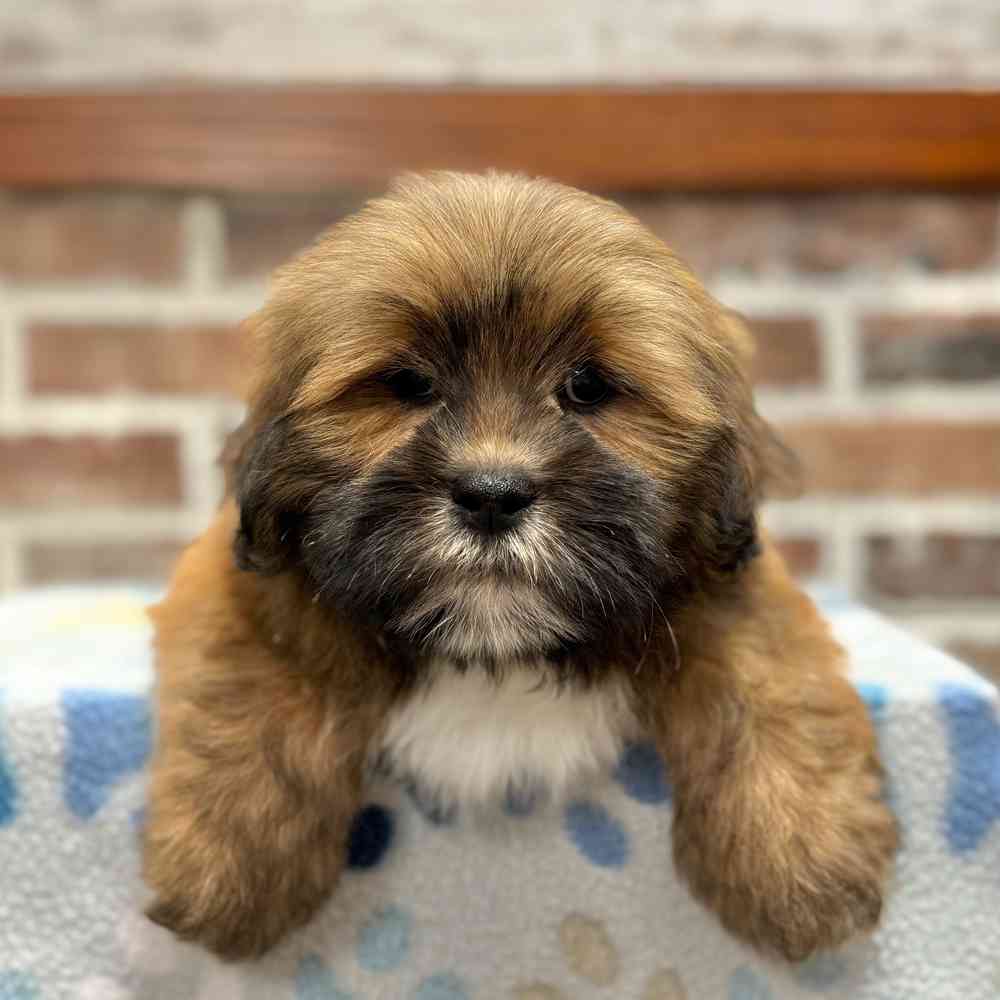 Male Lhasa Apso puppy for sale at Shake A Paw Green Brook.