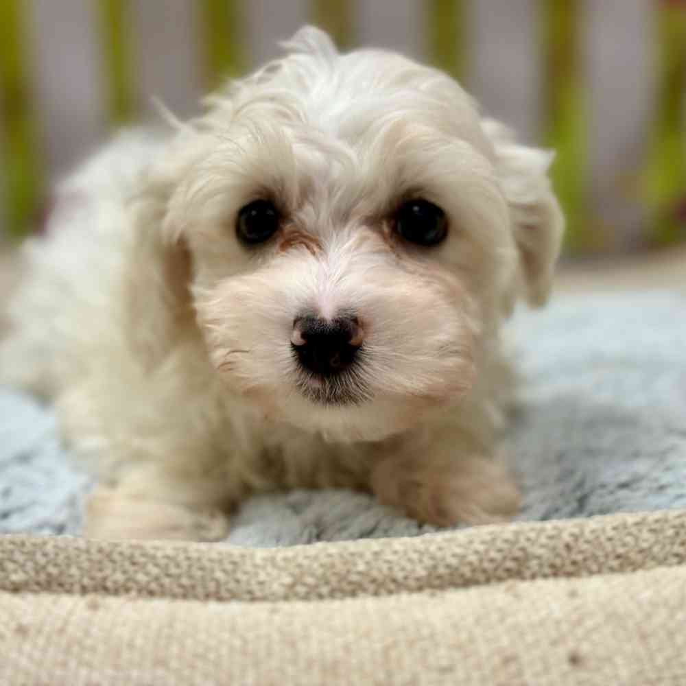 Male Havanese puppy for sale at Shake A Paw Union.