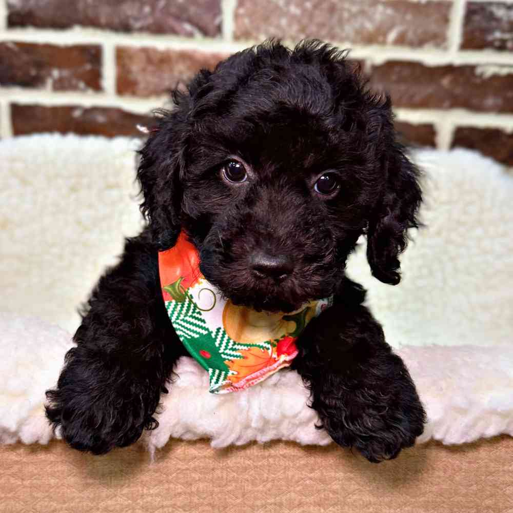 Male Poodle puppy for sale at Shake A Paw Union.