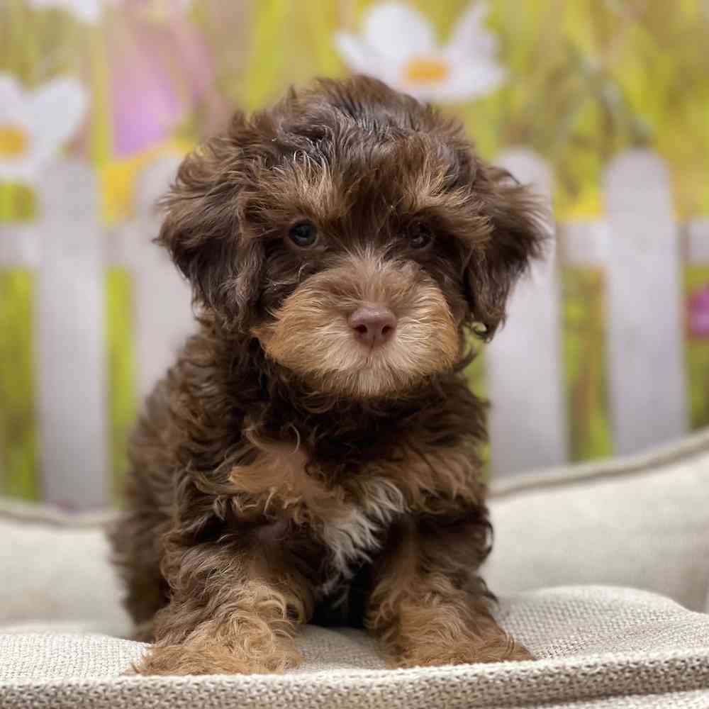 Male Mini Aussiedoodle puppy for sale at Shake A Paw Union.