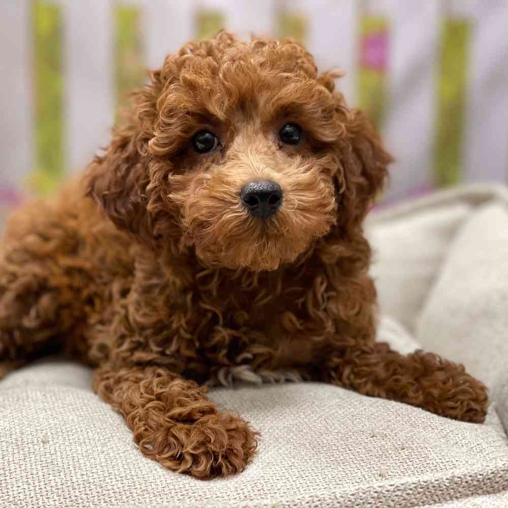 Female Poodle puppy for sale at Shake A Paw Union.