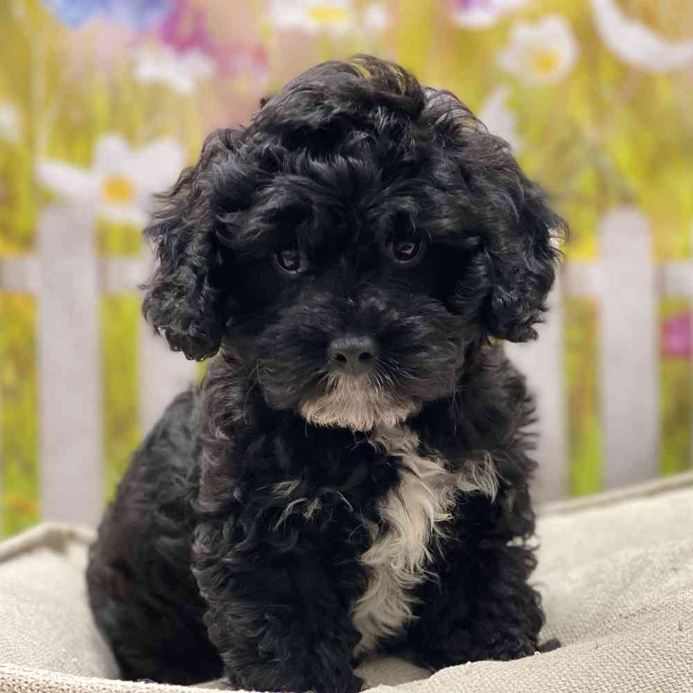 Male Cavapoo puppy for sale at Shake A Paw Union.