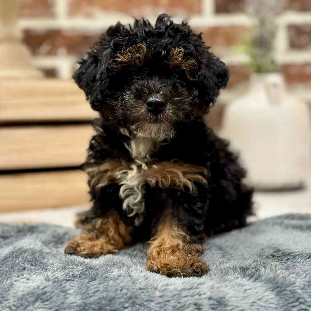 Male Poodle puppy for sale at Shake A Paw Union.
