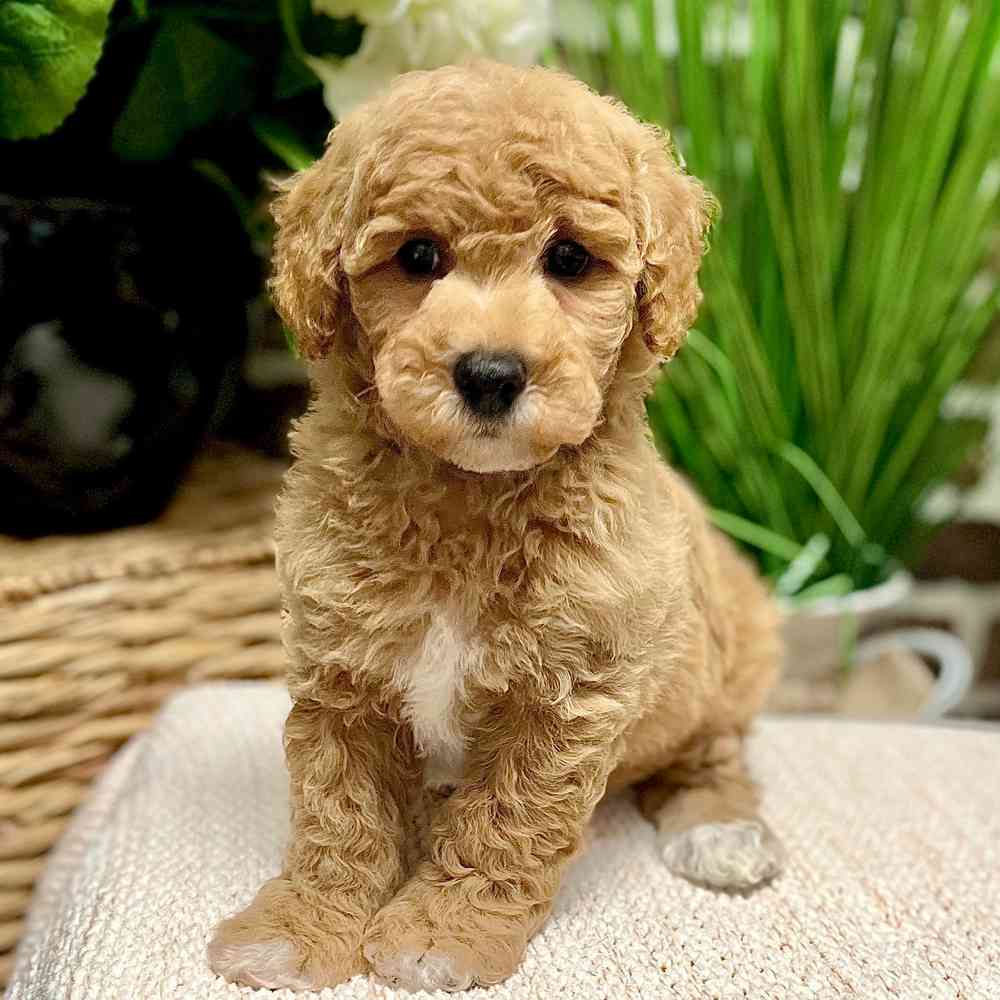 Male Bichon / Poodle puppy for sale at Shake A Paw Green Brook.