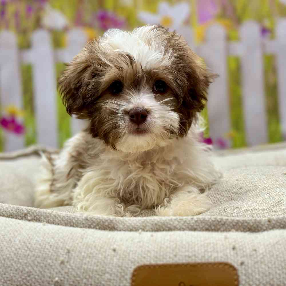 Female Havanese puppy for sale at Shake A Paw Union.