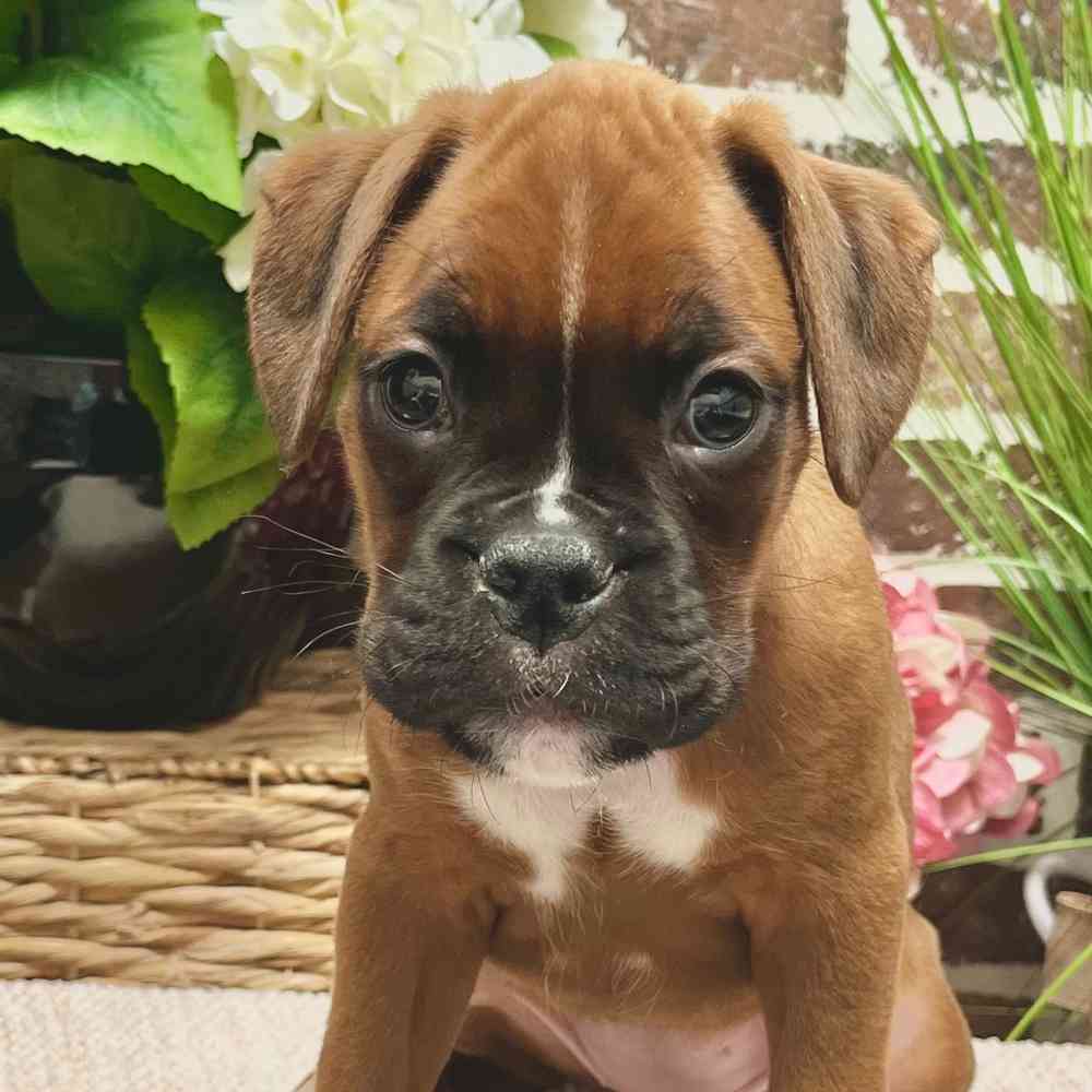 Female Boxer puppy for sale at Shake A Paw Green Brook.