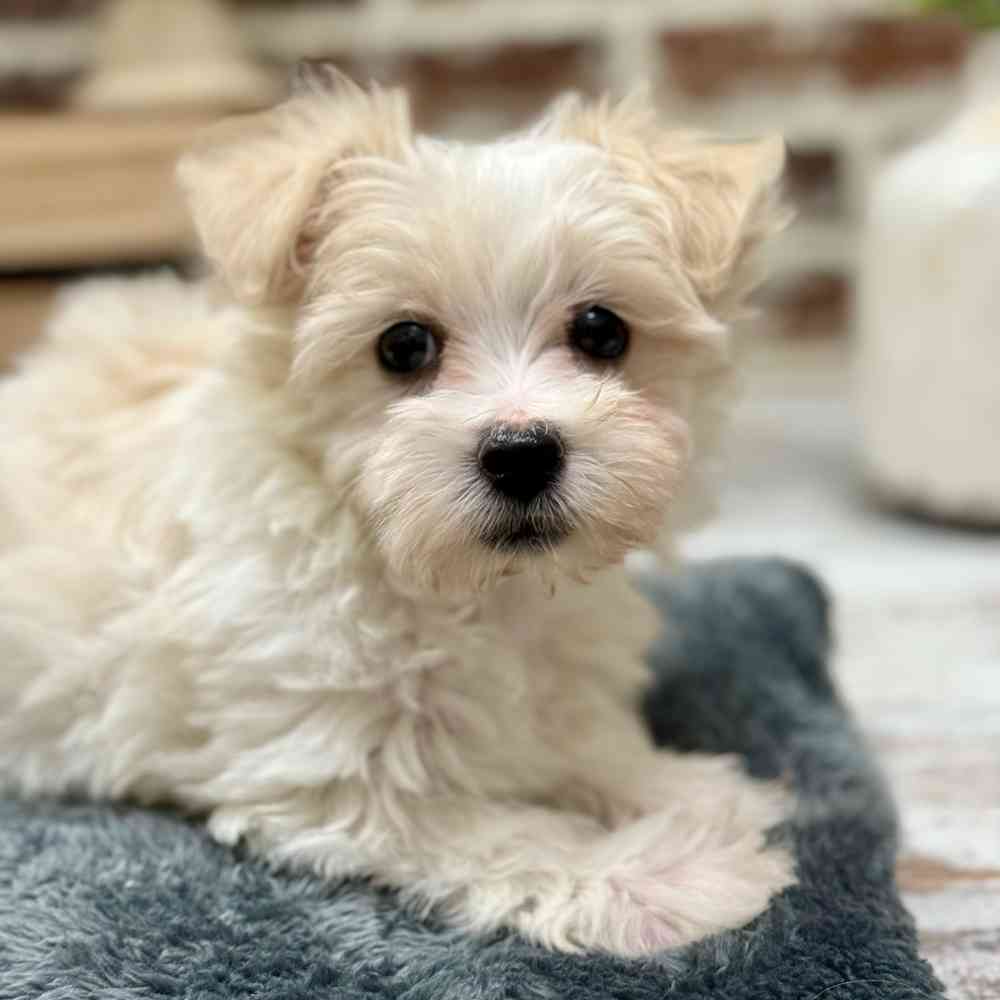Male Coton/Poodle puppy for sale at Shake A Paw Union.