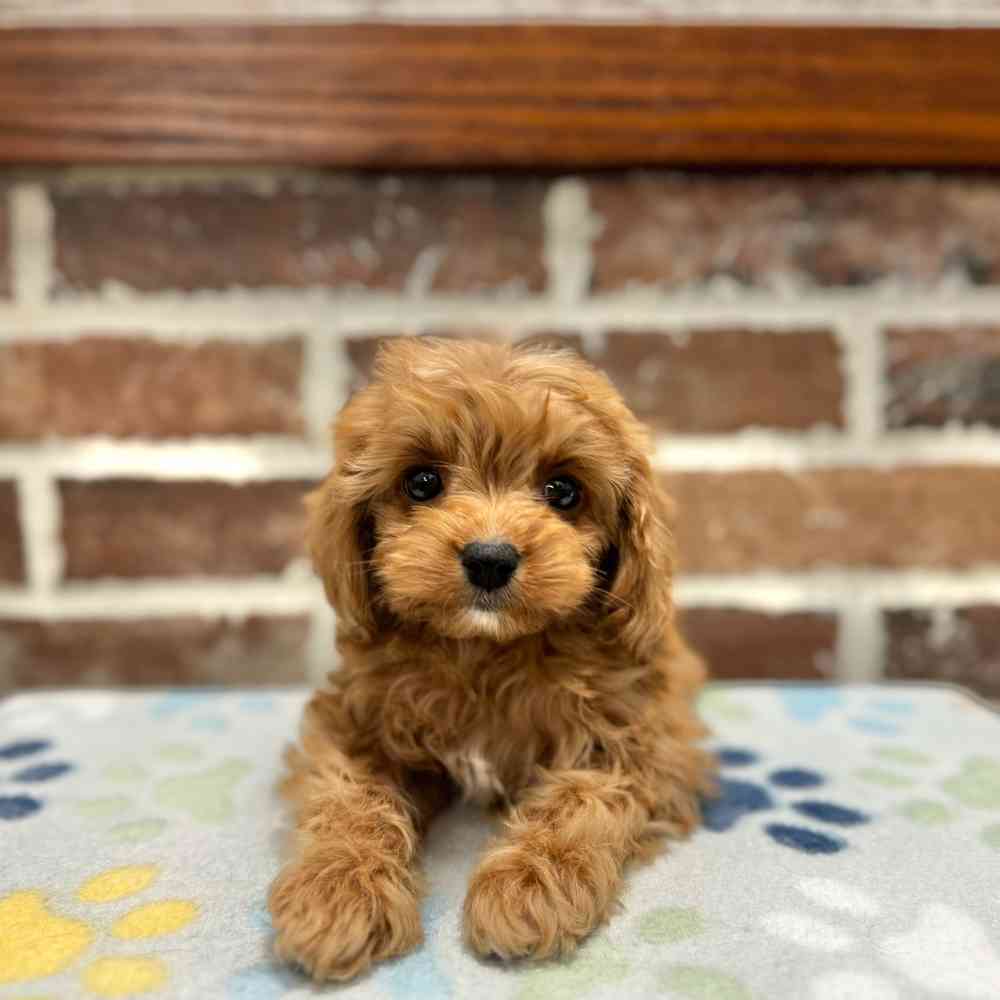 Female Cavapoo puppy for sale at Shake A Paw Green Brook.