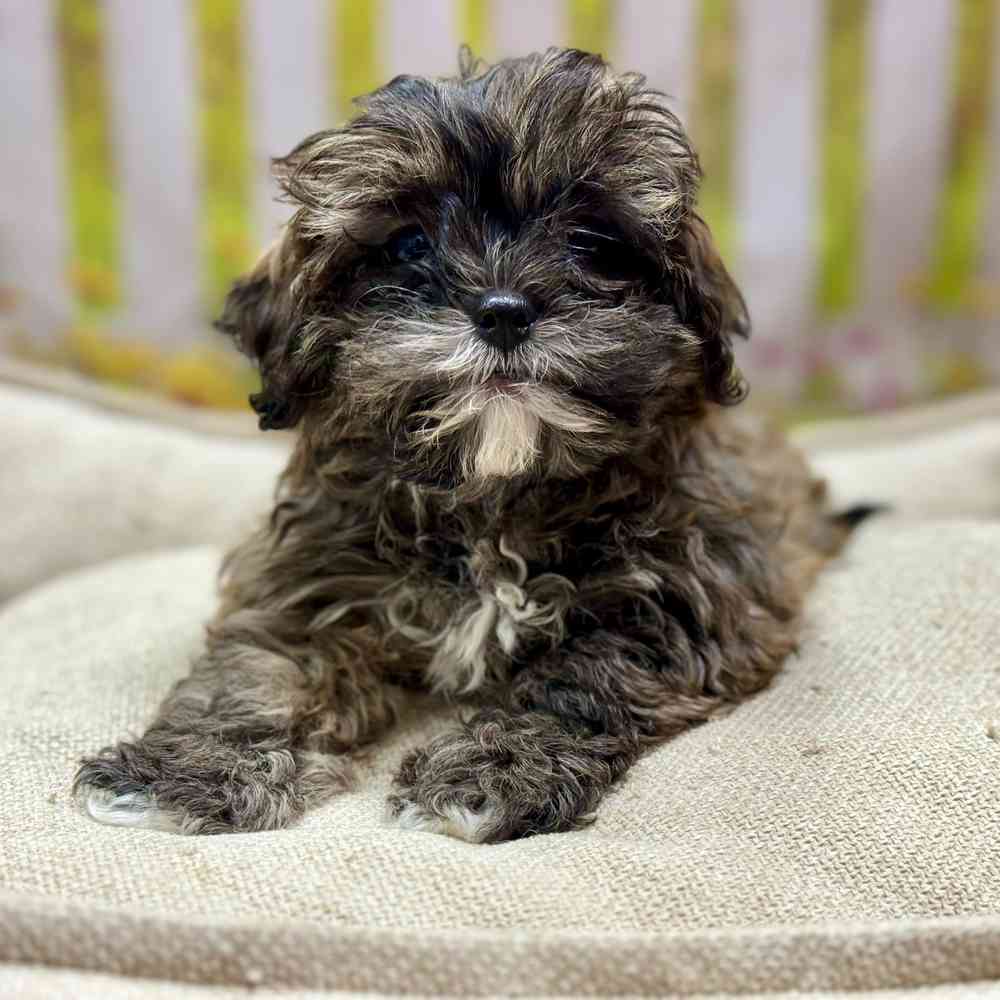 Female Shih Tzu / Poodle puppy for sale at Shake A Paw Union.