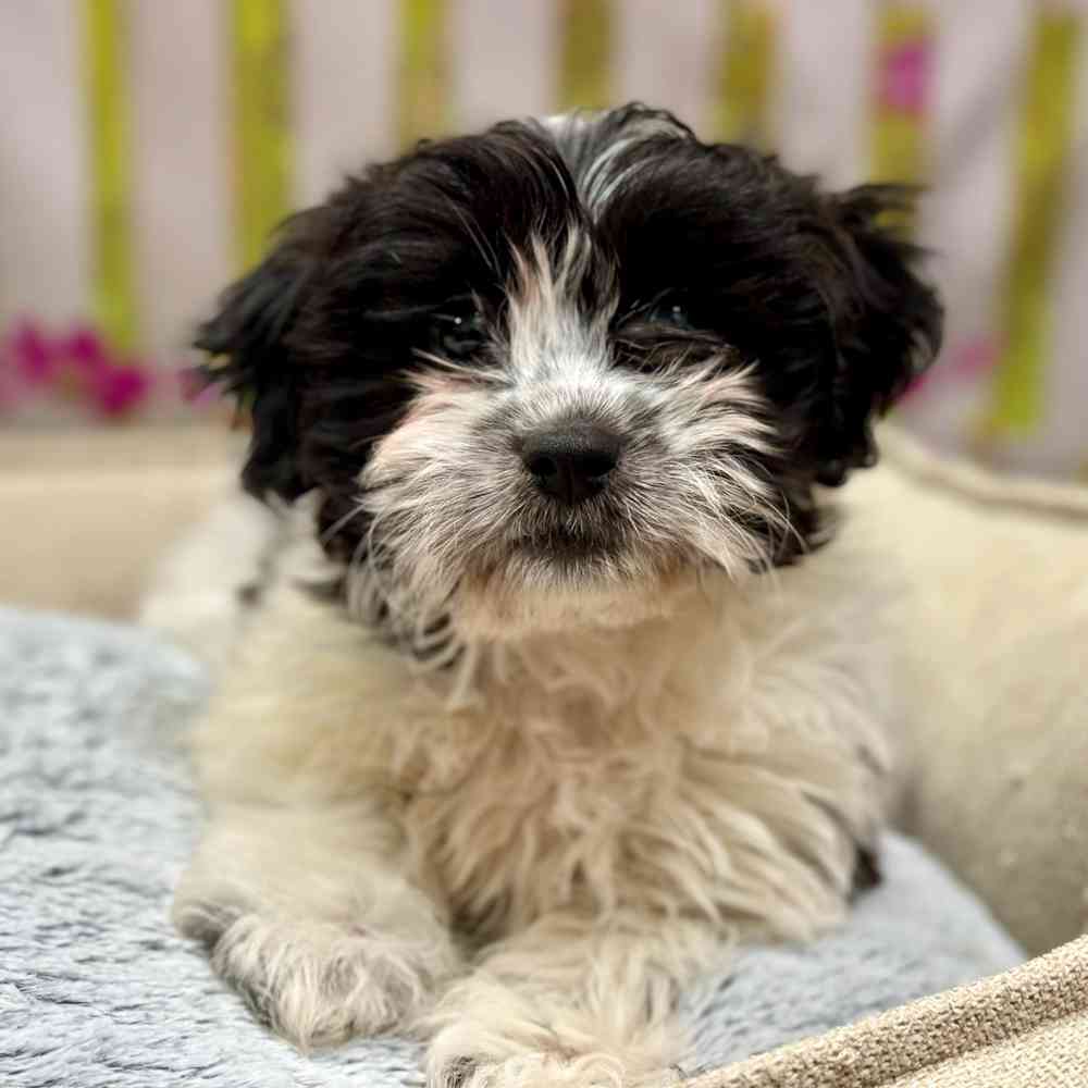 Female Shih Tzu / Bichon puppy for sale at Shake A Paw Union.