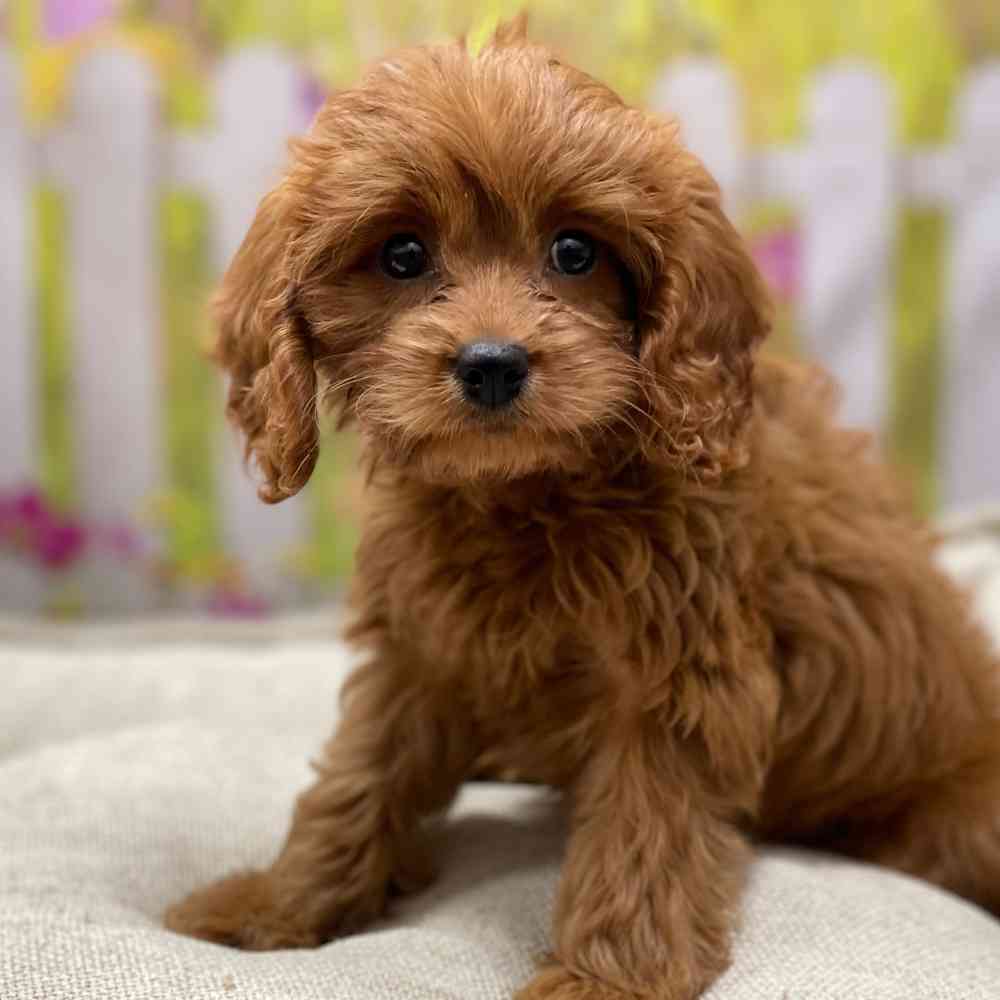 Female Cavapoo puppy for sale at Shake A Paw Union.