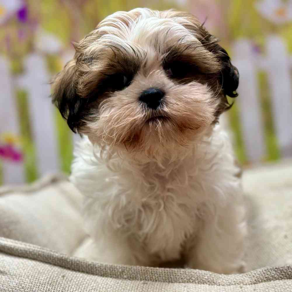 Male Shih Tzu puppy for sale at Shake A Paw Union.