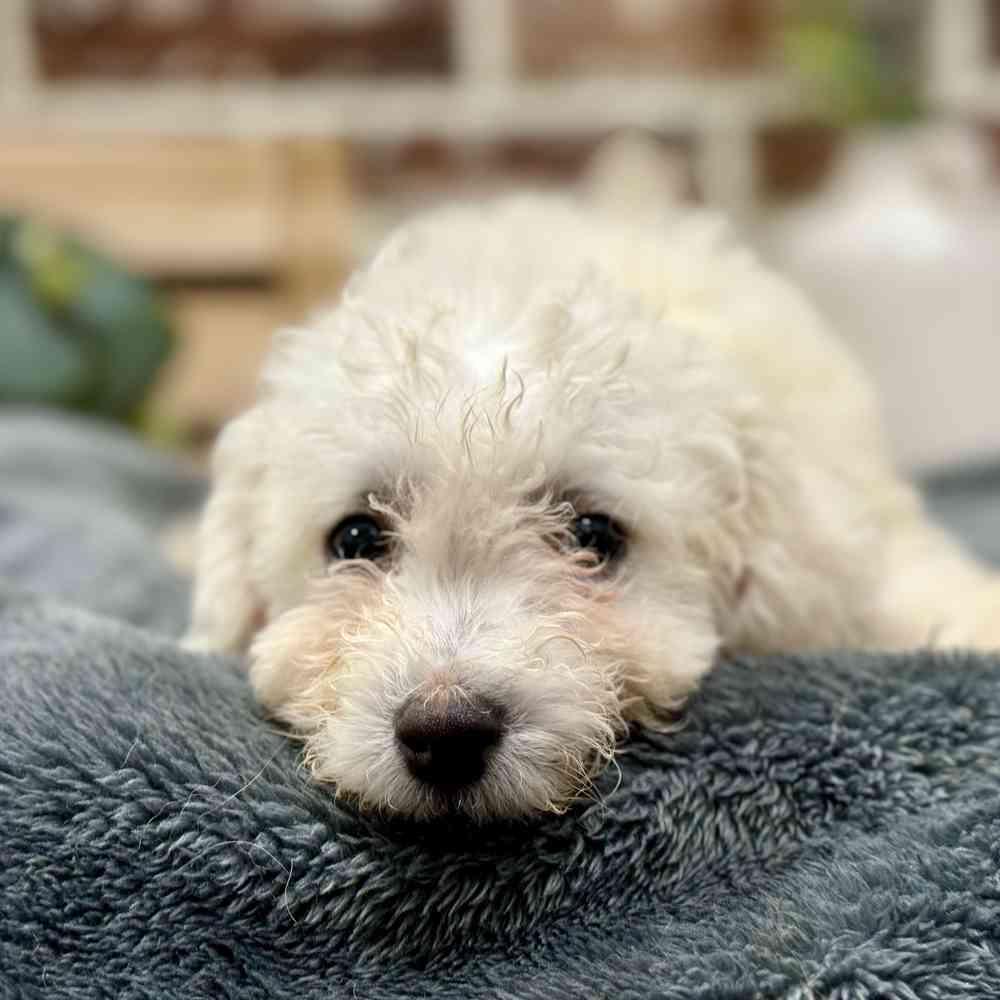 Male Bichon Frise puppy for sale at Shake A Paw Union.