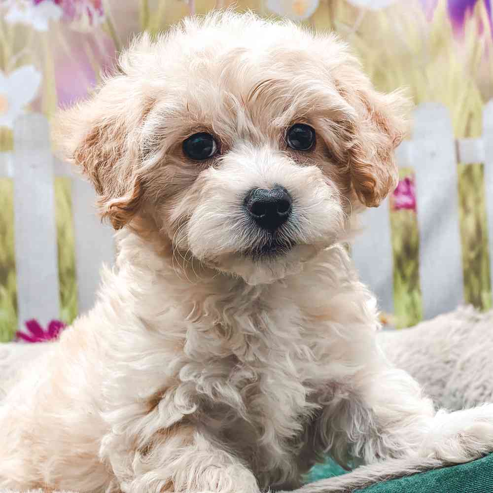 Male Havanese / Poodle puppy for sale at Shake A Paw Union.