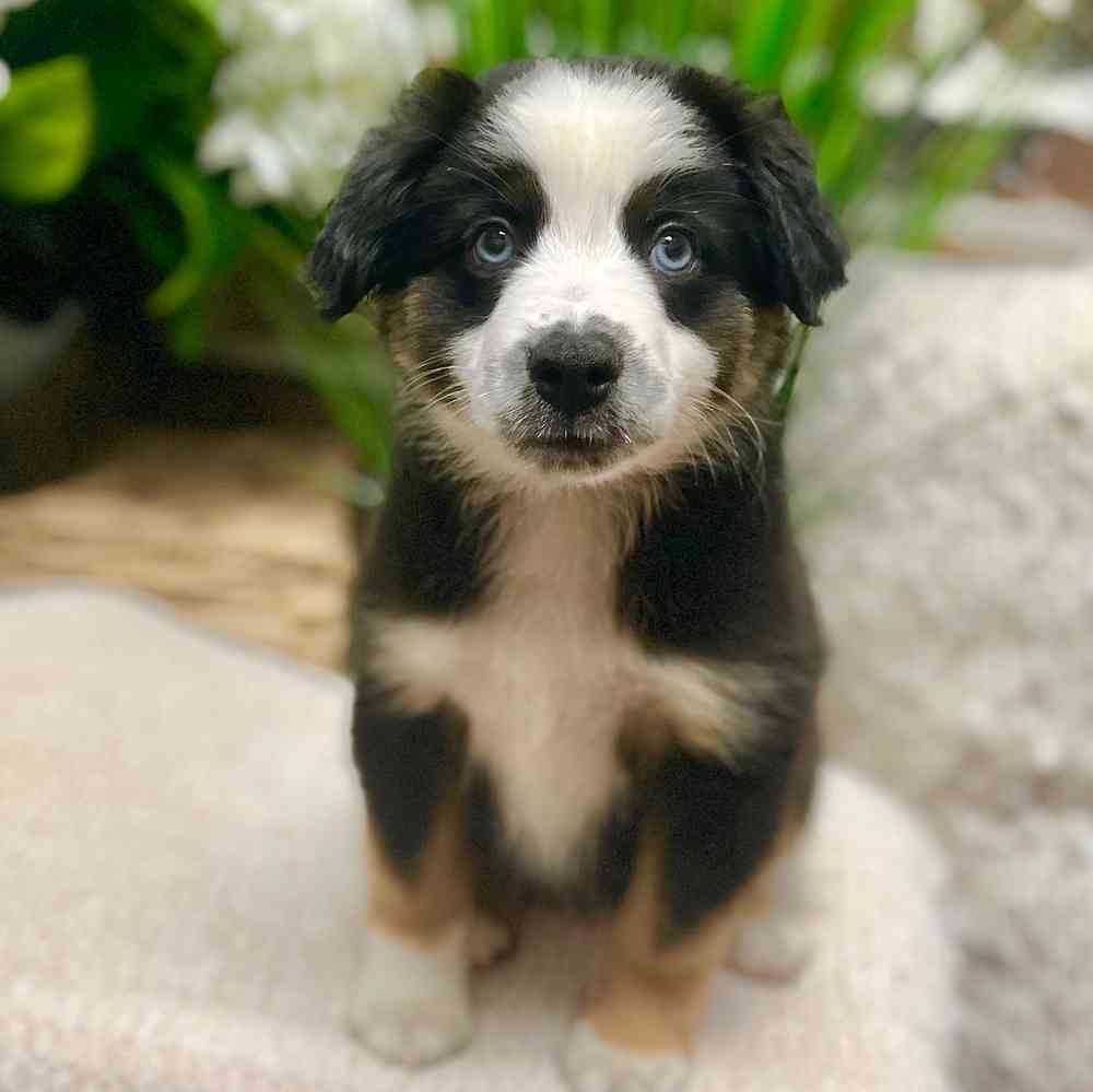 Female Mini Australian Shepherd puppy for sale at Shake A Paw Green Brook.